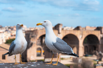 Two seagulls perched in front of Rome's historic Roman Forum ruins