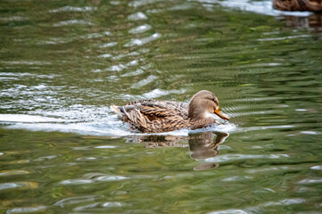 Porträt einer Stockente in ihrem Lebensraum