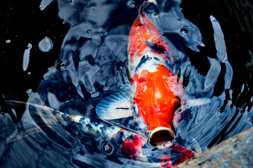 Koi fish, red, white and yellow goldfish in a garden water pond. Focus on fish ,noisy, exposure, similar others