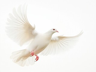 Obraz premium White dove in flight against a white background