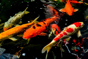 Koi fish, red, white and yellow goldfish in a garden water pond. Focus on fish ,noisy, exposure, similar others