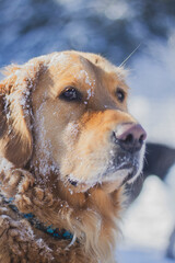 Obraz premium Golden Retriever stands profoundly while covered in fresh snow. Family pet having fun in winter.