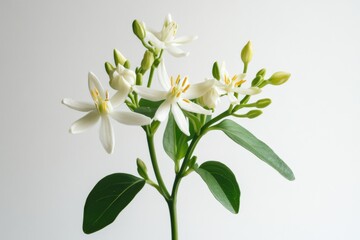 Obraz premium close-up of white flowers on a white background