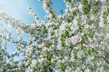 Obraz premium Apple branches blossom. Spring background of macro apple blossom tree branch. Happy Passover background. World environment day concept. Easter, Birthday, womens or mothers holiday.