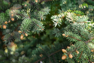 Christmas Fir tree brunch textured background. close up of green fir tree with sunbeams and bokeh. Design element for postcard with space for text.