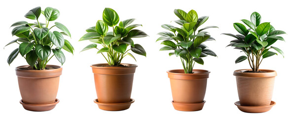 Obraz premium Collage with different indoor plants on a transparent background. Home decor concept