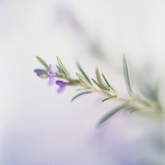 close up of a lavender sprig on white background