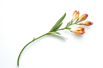 single alstroemeria stem with orange flowers against a white background