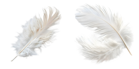 white feather isolated on a white background. Generative AI.