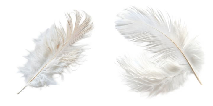white feather isolated on a white background. Generative AI.