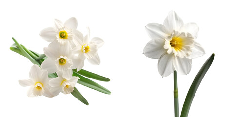 White narcissus flower isolated on a white background. Generative AI.