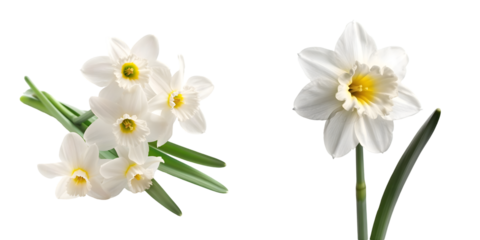 White narcissus flower isolated on a white background. Generative AI.