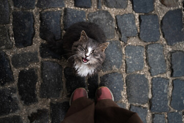 Homeless hungry grey cat with closed eyes sitting with his head up and begging for food. A famished...