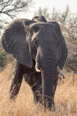 A young African elephant bull standing in the dry grassland, Greater Kruger