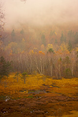 Fototapeta premium Tourbière automne