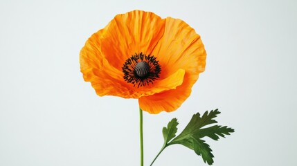 close up of a orange poppy flower on a white background