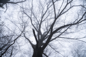 Silhouettes of trees in the fog in a dark gloomy scary forest. A serene autumn scene with tall beech trees with thin trunks in a foggy park. Misty forest with fallen leaves and ancient trees.