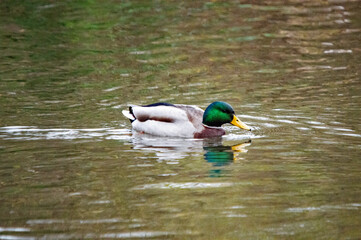 Männliche Stockente (Anas platyrhynchos) mit grünem Kopf auf dem Wasser