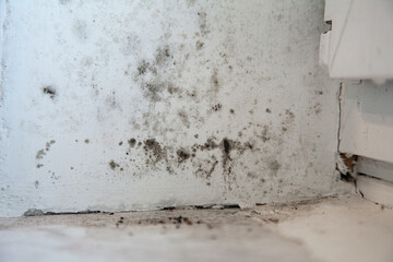 Real texture of black toxic mold on white window slope and sill