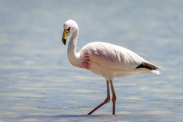 Flamingo in Laguna in Uyuni Bolivia