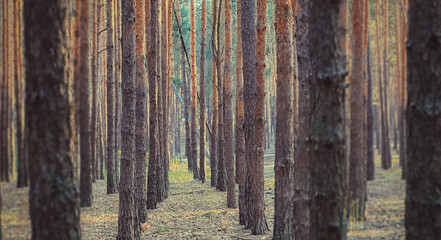 linear perspective of artificially planted pine trees