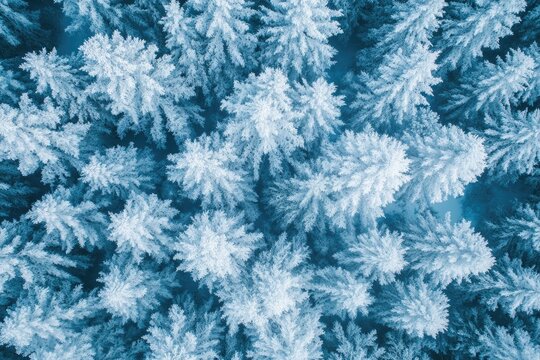 Snowy forest covered in frost creating a winter wonderland from above