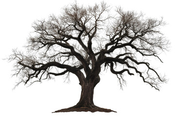 tree silhouette isolated on white