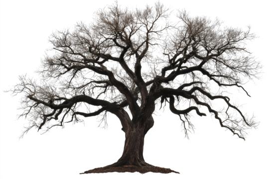 tree silhouette isolated on white