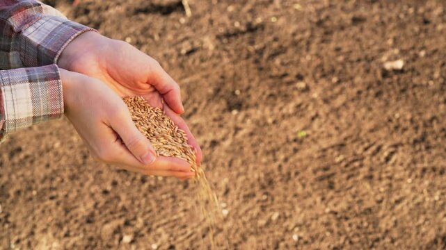 Close-up farmer's hands pouring seeds into fertile soil, symbolizing the beginning of a new agricultural season. Grower holding grain for sowing in field at sunset. Food business ads, ecology concept