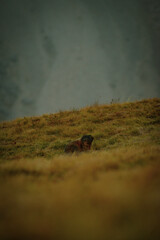 The silent marmot