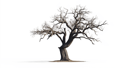 tree silhouette isolated on white