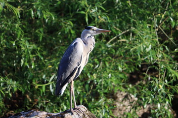 Sweden. The grey heron (Ardea cinerea) is a long-legged wading bird of the heron family, Ardeidae, native throughout temperate Europe and Asia, and also parts of Africa.   