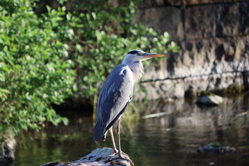Sweden. The grey heron (Ardea cinerea) is a long-legged wading bird of the heron family, Ardeidae, native throughout temperate Europe and Asia, and also parts of Africa.   