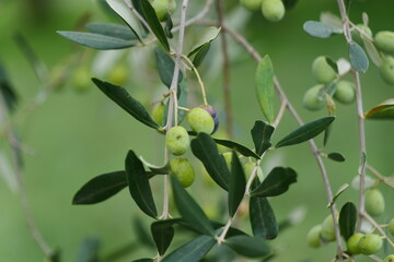 Beautiful Italian nature