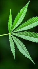 Lush Green Cannabis Leaf  Close Up Detail  Nature Photography