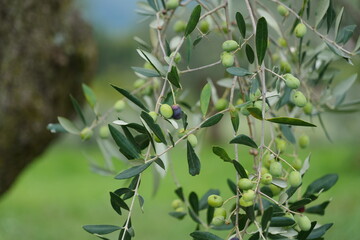 Beautiful Italian nature