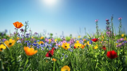 Colorful wildflower meadow under a clear blue sky during a sunny spring day featuring vibrant blooms in various