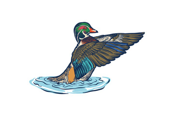 illustration of a duck flapping its wings on the surface of the water