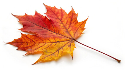 maple leaf isolated on white
