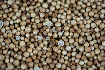 Samen vom Koriander Coriandrum sativum auf Olivenholz