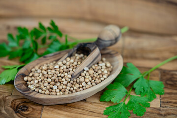 Samen vom Koriander Coriandrum sativum auf Olivenholz