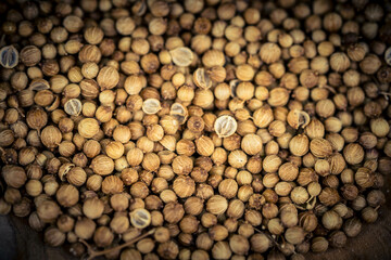 Samen vom Koriander Coriandrum sativum auf Olivenholz