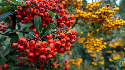 Pyracantha red close-up with shallow depth of field