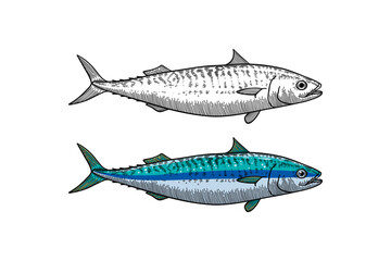 mackerel fish illustration in engraving style