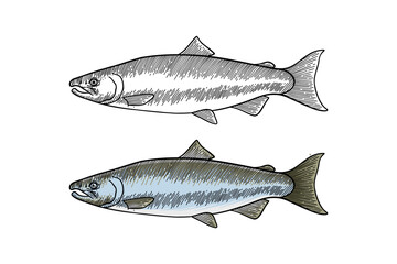 colored illustration of salmon fish in engraving style