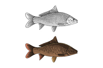 Carp (Cyprinus carpio) illustration in engraving style