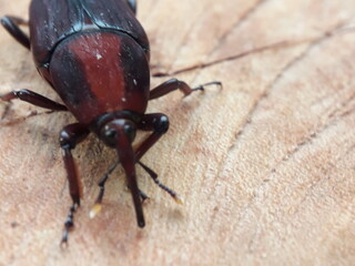 Sago beetle (Rhynchophorus ferrugineus) Its body is black, reddish brown. Sago beetle is one of the insect pests that can be found on coconut, date, oil palm, sago, aren, and other palm trees.