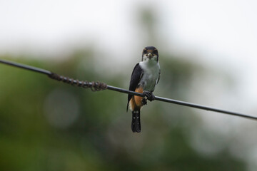 Collared falconet