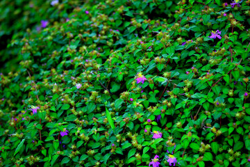 little pink flower with the background of green grass