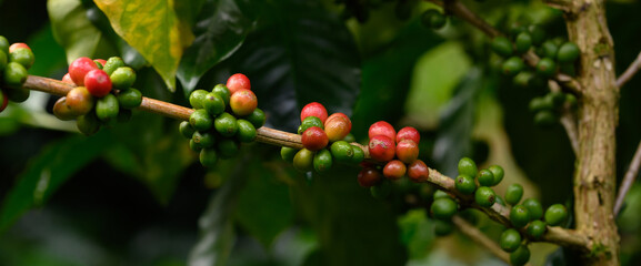 Coffee beans bear fruit on trees in farms and gardens. Raw coffee beans in the production season.